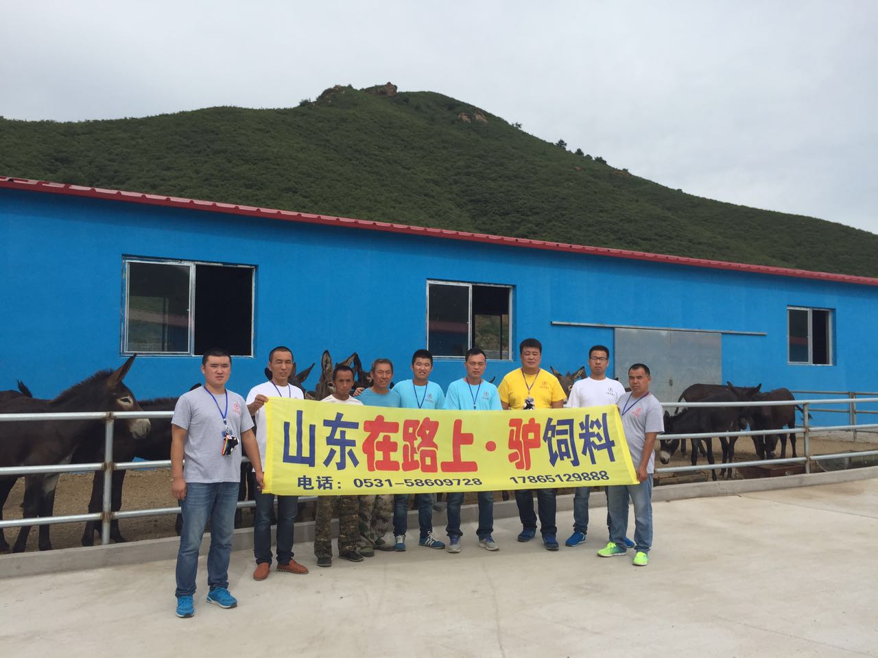 河南肉驢飼料 河南毛驢價(jià)格