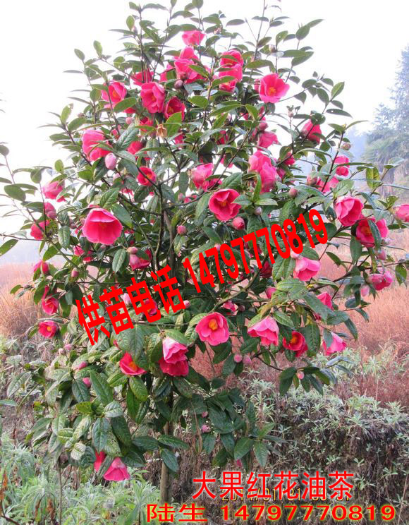 廣西欽州市那蒙鎮(zhèn)批發(fā)大果紅花油茶苗 廣西大果紅花油茶苗 廣西大果紅花油茶苗生產基地