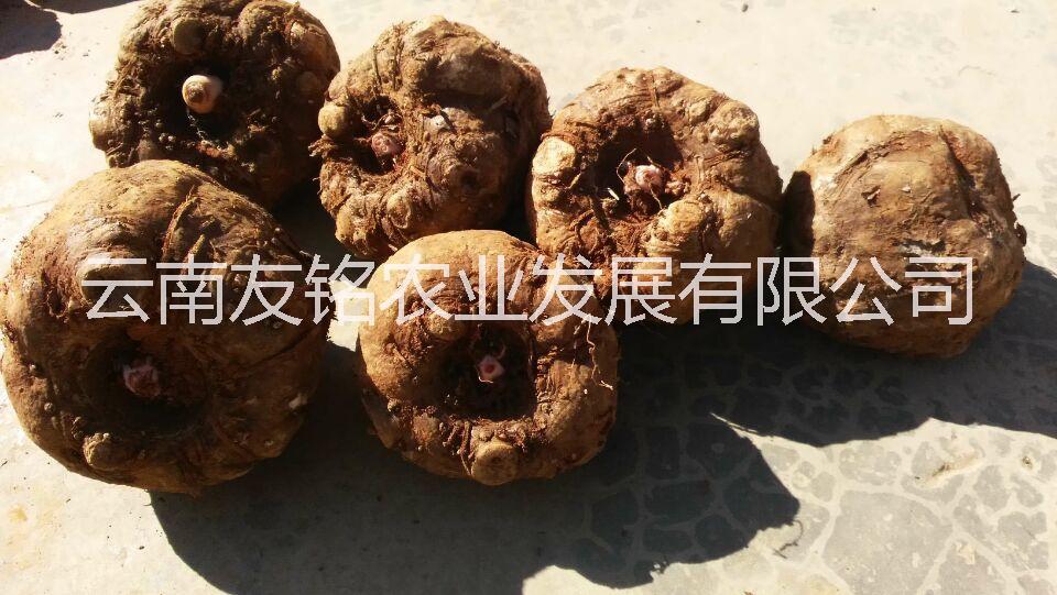 魔芋種子供應(yīng)商、富滇芋魔芋種子批發(fā)、高產(chǎn)抗病魔芋種子、優(yōu)質(zhì)魔芋種子價(jià)格
