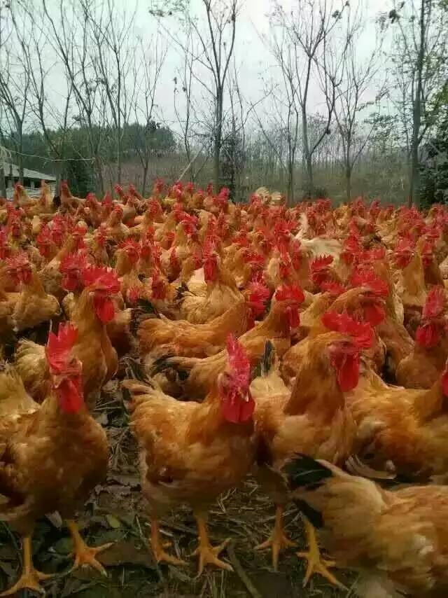 吉林長春紅羽公雞苗培育基地銷售批發(fā)價(jià)格