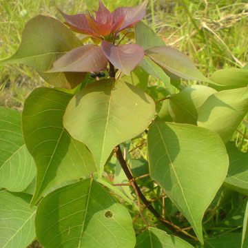 烏桕小苗批發(fā) 江西烏桕小苗 重慶烏桕小苗價(jià)格 一年生烏桕小苗