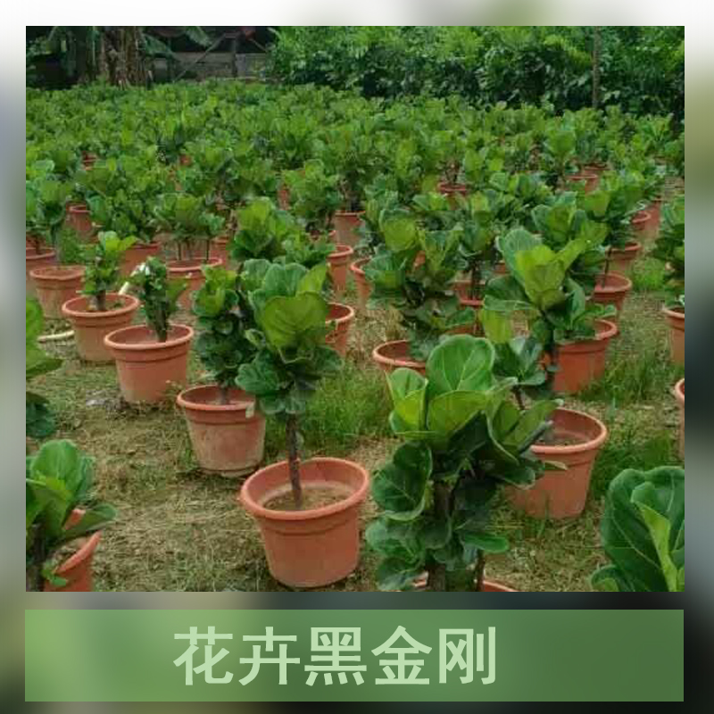 廣州*盆栽種植基地直銷批發(fā)報(bào)價(jià)電話 印度膠樹批發(fā)
