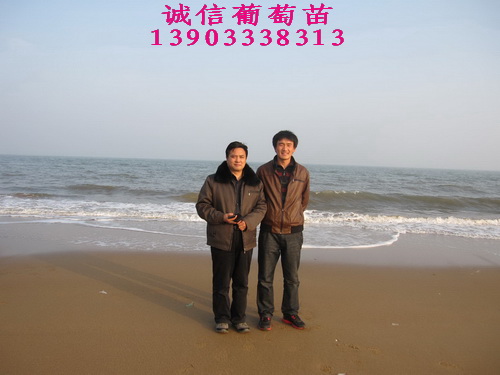 紅提葡萄苗 新郁葡萄苗 新郁葡萄苗價(jià)格