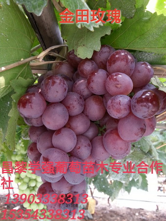 紅提葡萄苗 新郁葡萄苗 新郁葡萄苗價(jià)格