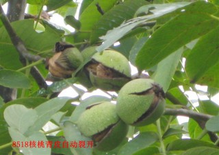 冠核一號(hào)核桃苗薄皮，高產(chǎn)，現(xiàn)在種植核桃苗公司配發(fā)農(nóng)用機(jī)械