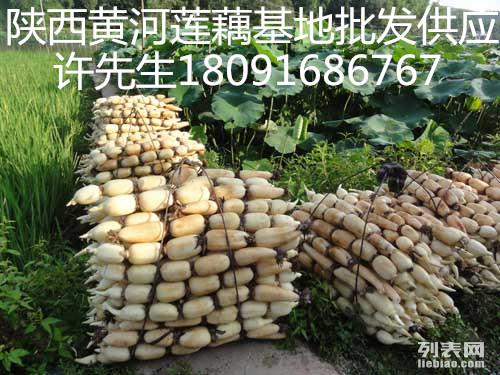 陜西哪里有蓮藕出售地方多少錢一斤