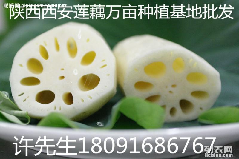 陜西種植蓮藕免費技術培訓包教會