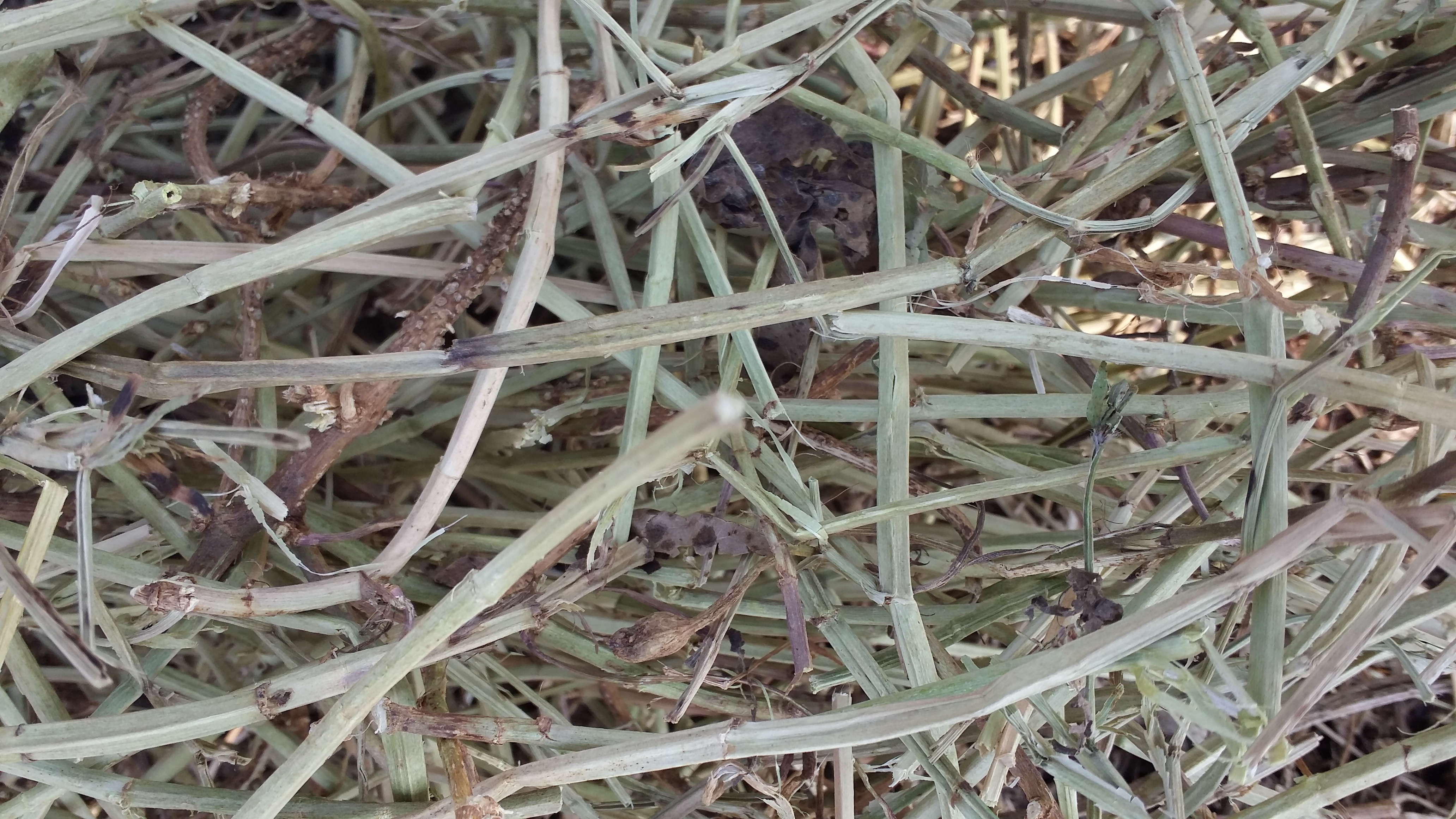 花生秧價格，花生秧批發(fā) ，干草粉，河南花生秧