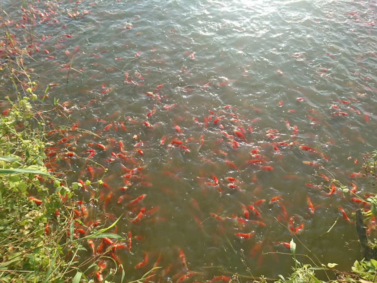 日本錦鯉魚大小紅白 魚活體