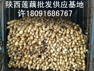 陜西哪里有蓮藕出售地方多少錢一斤