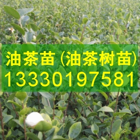 貴州嫁接油茶苗,高產(chǎn)油茶,營(yíng)養(yǎng)杯油茶樹苗,油茶苗信息網(wǎng)