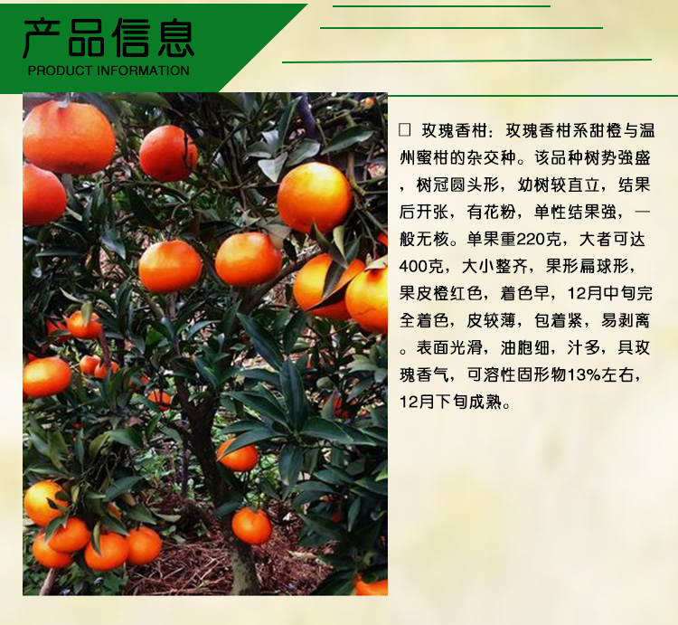 福建哪里有玫瑰香柑果樹(shù)苗賣 福建玫瑰香柑苗種植基地 福建玫瑰香柑苗批發(fā)