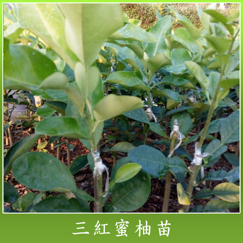 紅中紅蜜柚果苗 三紅蜜柚苗種植技術(shù) 優(yōu)質(zhì)果苗批發(fā)價(jià)格
