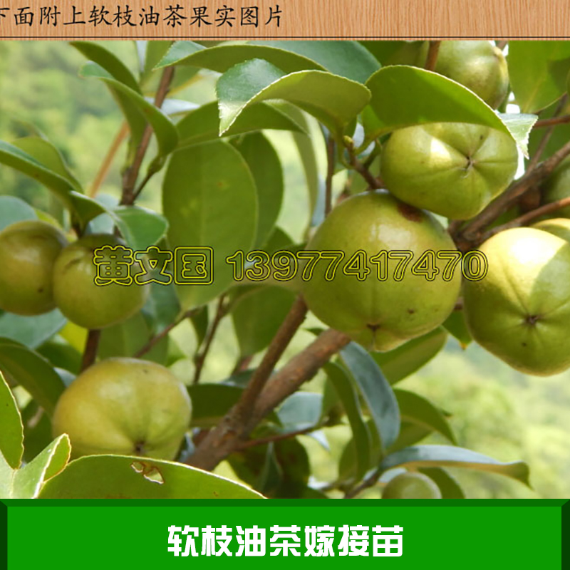 軟枝油茶嫁接苗產(chǎn)品 油茶樹(shù)苗嫁接苗批發(fā) 軟枝油茶樹(shù)苗供應(yīng)商 軟枝油茶種苗價(jià)格