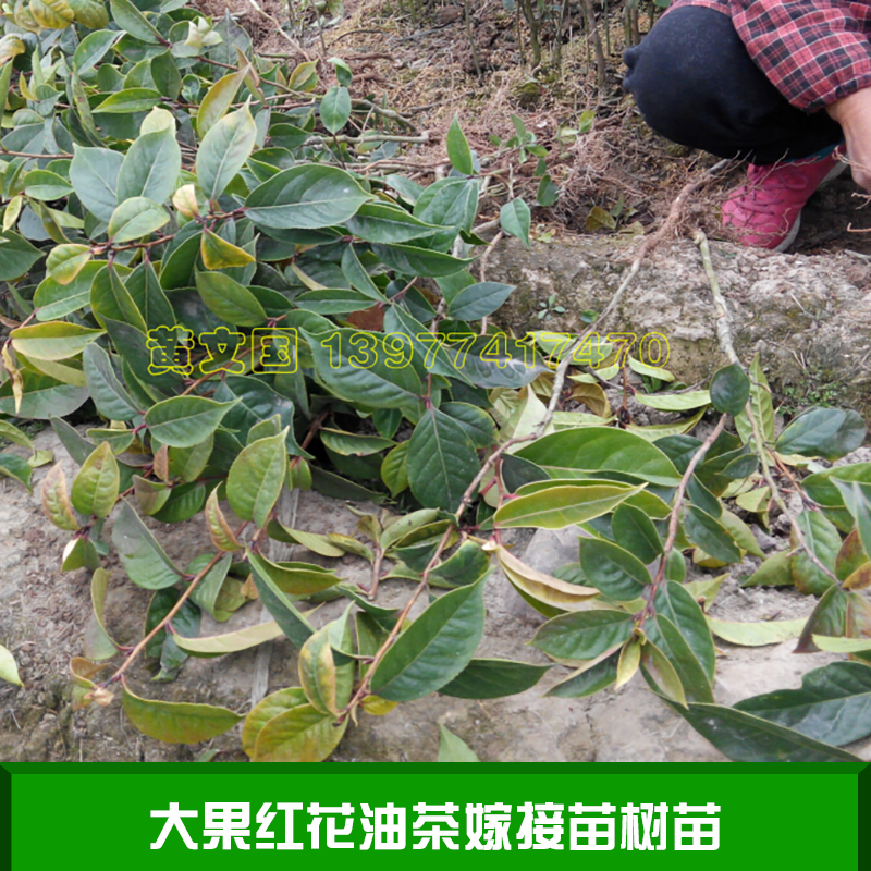 大果紅花油茶嫁接苗樹苗 廣西藤縣大果紅花油茶 藤縣大果紅花茶樹苗 大果紅花油茶種苗