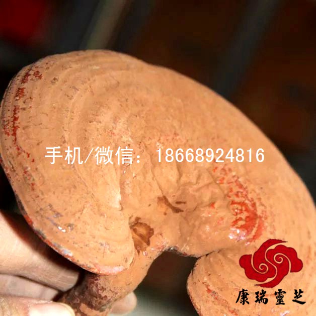 山東靈芝市場(chǎng)價(jià)格趨勢(shì) 椴木靈芝采購(gòu)價(jià)格