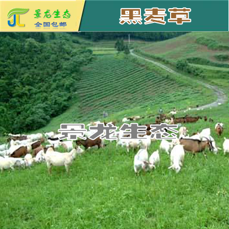 廣西邊坡綠化|廣西灌木種子|廣西黑麥草|南寧黑麥草