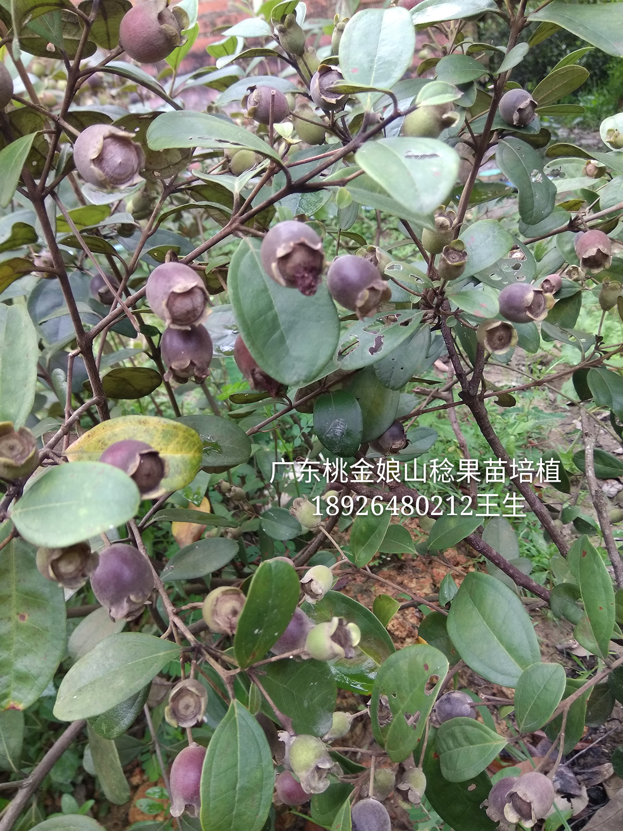 桃金娘苗 桃金娘苗王18926480212