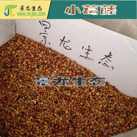 大葛藤苗，廣西葛藤，爬藤葛藤批發(fā) 小葛藤種子 廣東葛藤