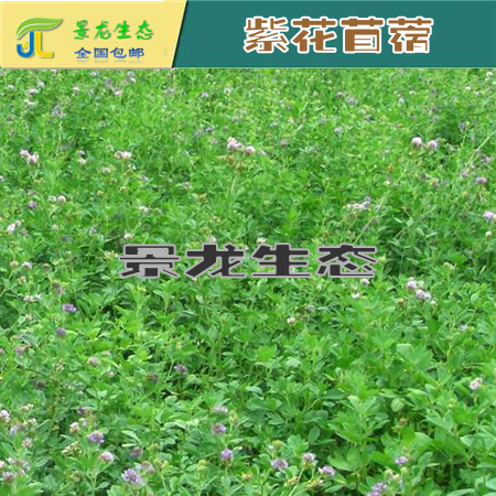 貴州貴陽常用耐寒草種，三葉草種子，綠化專業(yè)草種