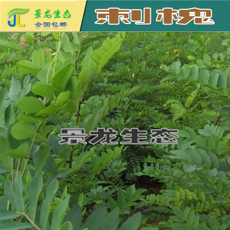 廣西邊坡綠化|廣西灌木種子|廣西刺槐|南寧刺槐