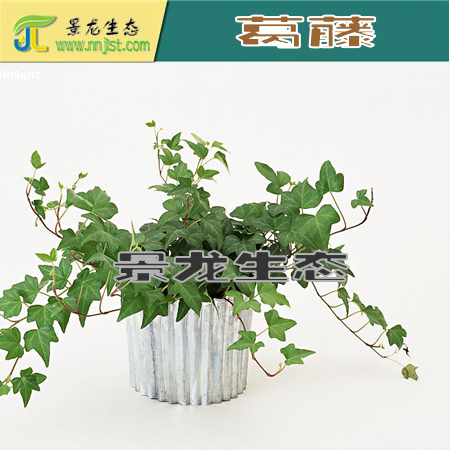 大葛藤苗，廣西葛藤，爬藤葛藤批發(fā) 小葛藤種子 廣東葛藤