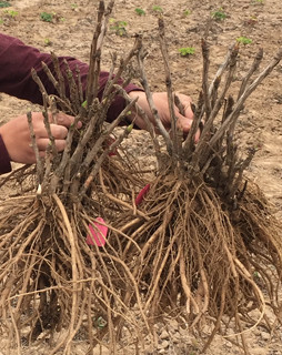 牡丹苗出售10到15年的優(yōu)質(zhì)牡丹
