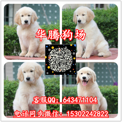*金毛犬廣東金毛小狗報價廣州純種金毛價錢金毛好養(yǎng)嗎