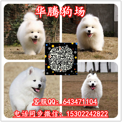 廣州薩摩耶雪橇犬價格多少純種薩摩耶幼犬價格多少薩摩耶報價多少錢