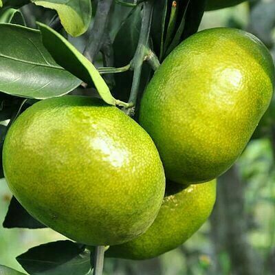 國慶蜜橘價(jià)格