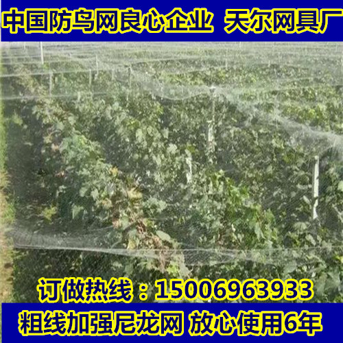 天爾網(wǎng)具有限公司-防鳥(niǎo)網(wǎng)廠家/葡萄防鳥(niǎo)網(wǎng)廠家
