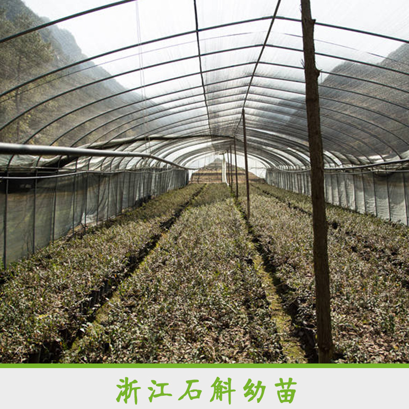 浙江石斛幼苗 專業(yè)栽培鐵皮石斛幼苗 石斛幼苗培育基地 鐵皮石斛種苗幼苗