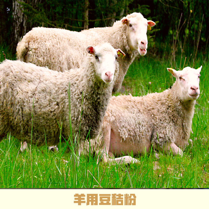 羊用豆秸粉廠家直銷 山東羊用豆秸粉 植物性飼料 豆秸草粉 豆秸粉 羊用豆秸粉