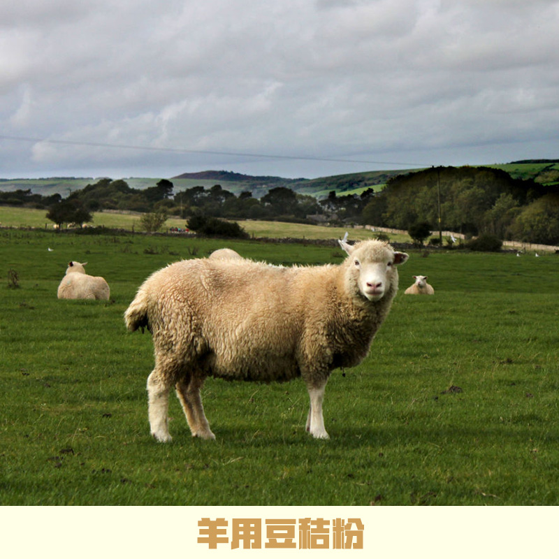 羊用豆秸粉廠家直銷 山東羊用豆秸粉 植物性飼料 豆秸草粉 豆秸粉 羊用豆秸粉