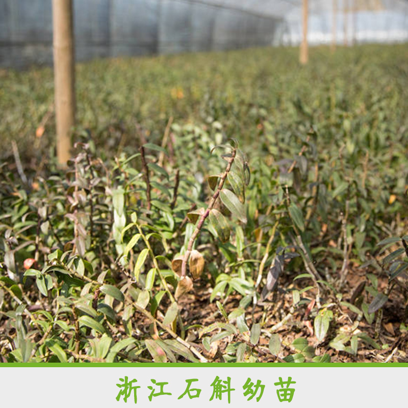 浙江石斛幼苗 專業(yè)栽培鐵皮石斛幼苗 石斛幼苗培育基地 鐵皮石斛種苗幼苗