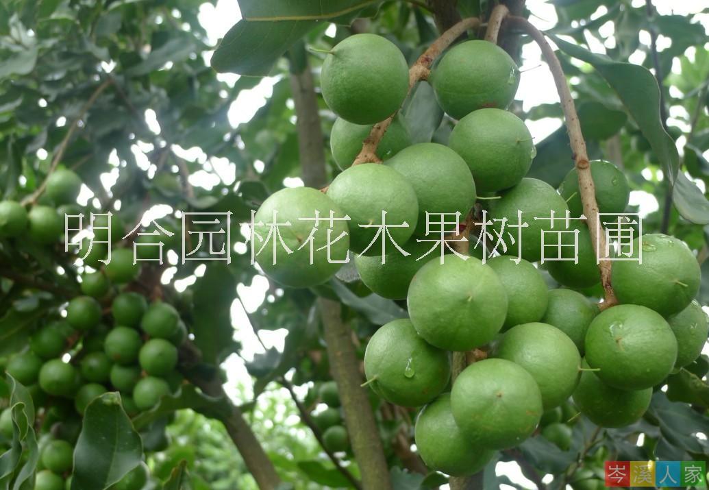 廣西欽州市欽北區(qū)批發(fā)夏威夷果種子苗 澳洲堅(jiān)果苗 批發(fā)夏威夷果種子