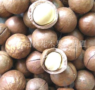 廣西欽州市那蒙鎮(zhèn)供應(yīng)夏威夷果苗及種子 澳洲堅(jiān)果苗基地 夏威夷果苗批發(fā) 澳洲堅(jiān)果苗 夏威夷果苗批發(fā)到明合苗木種植場(chǎng)