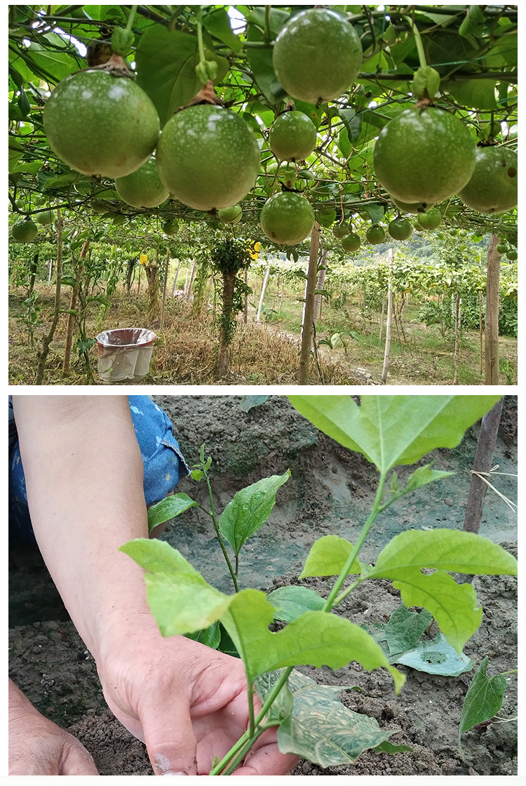 廣西百香果批發(fā)，廣西百香果報(bào)價(jià)，廣西百香果供應(yīng)商