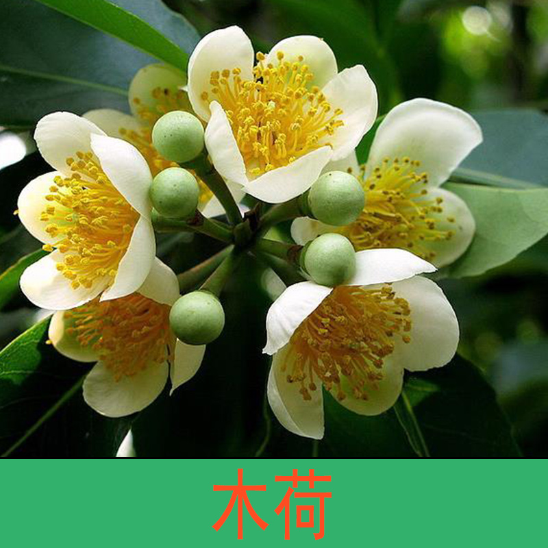 木荷 木荷苗 木荷小苗 木荷幼苗