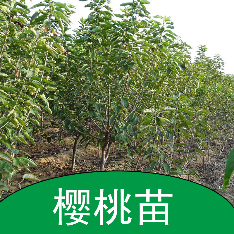 櫻桃苗 櫻桃幼苗 櫻桃樹苗 櫻桃小苗