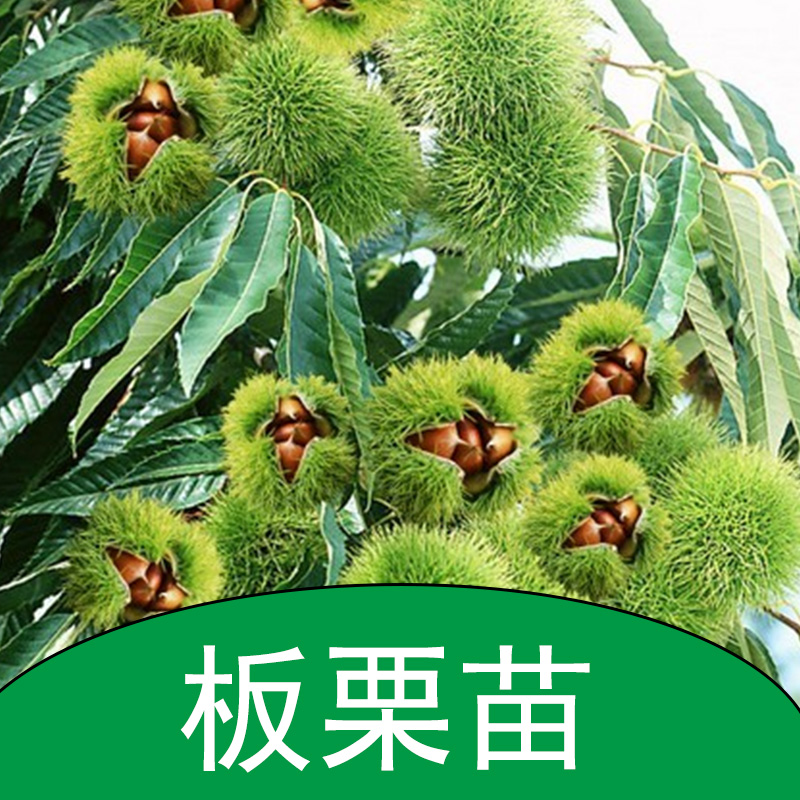 板栗苗 板栗幼苗 板栗樹苗 板栗苗廠家