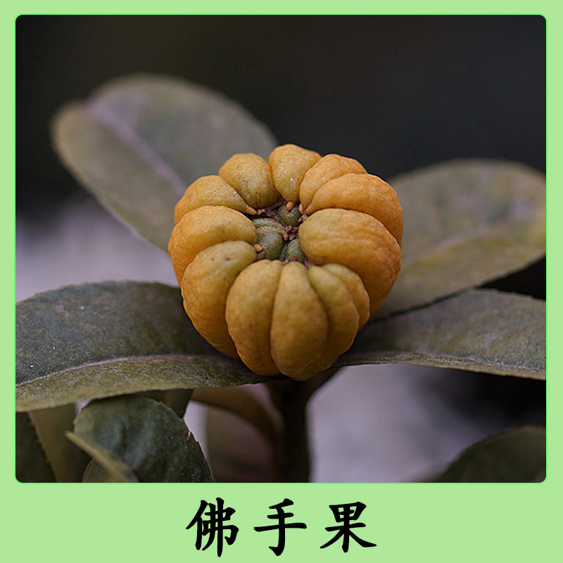 廣西佛手果批發(fā) 綠色無公害新鮮佛手果 清香撲鼻廣佛手柑果 九爪木果