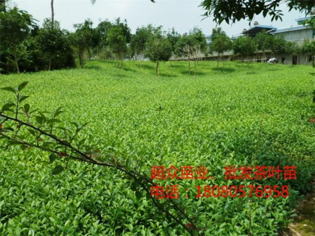 安徽茶苗，滁州茶苗，滁州黃金茶苗，黃山烏牛早茶苗