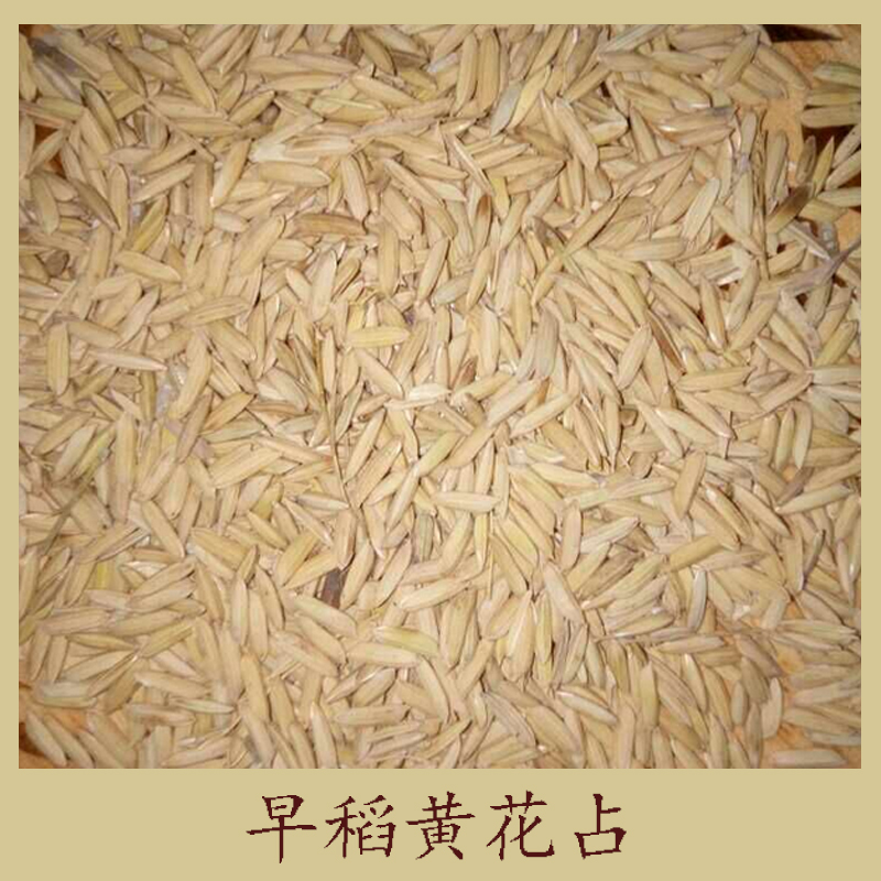 早稻黃花占 健康營養(yǎng) 有機大米 湖南 黃花占