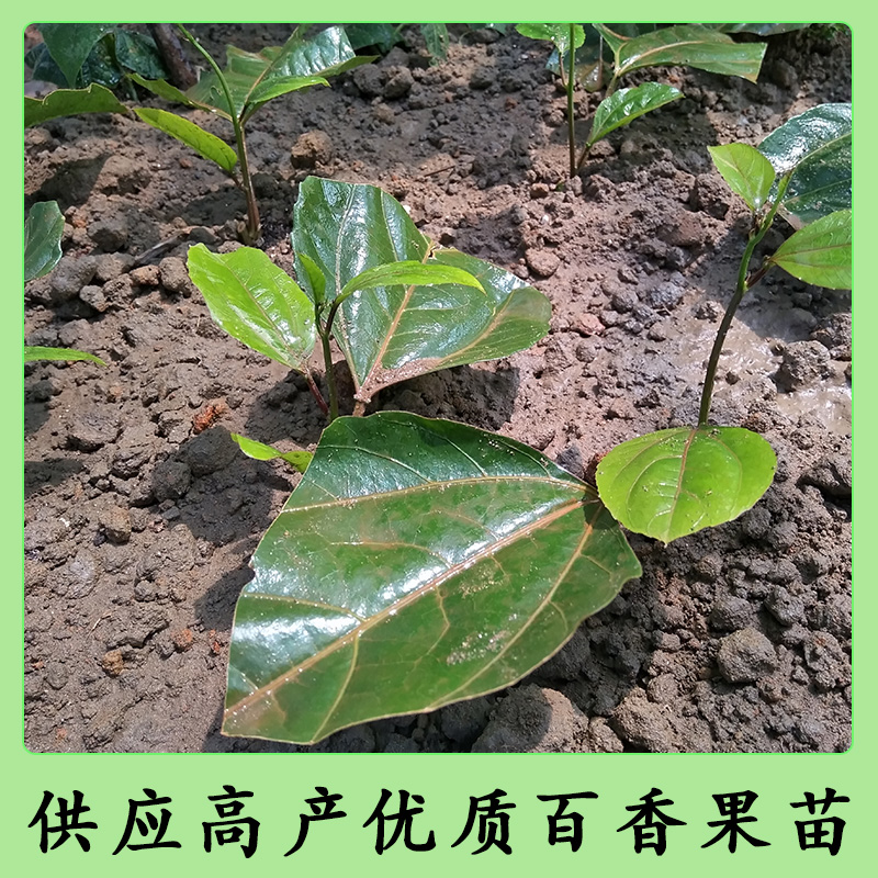 黃金百香果苗哪里有，黃金百香果苗，黃金百香果苗批發(fā)
