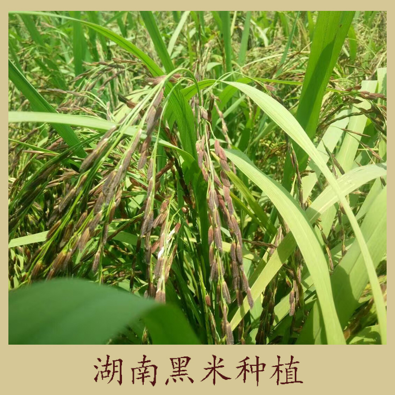 湖南黑米種植 有機(jī)黑土種植 黑米 無染色五谷雜糧