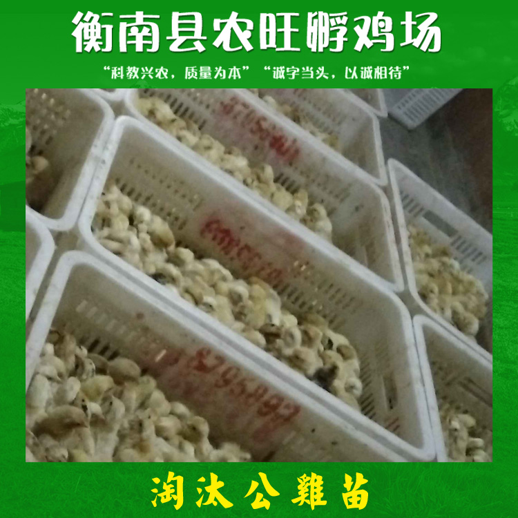 淘汰公雞苗 養(yǎng)蛇做飼料*雞苗 淘汰雞苗 飼料*雞苗廠家供應(yīng)報價