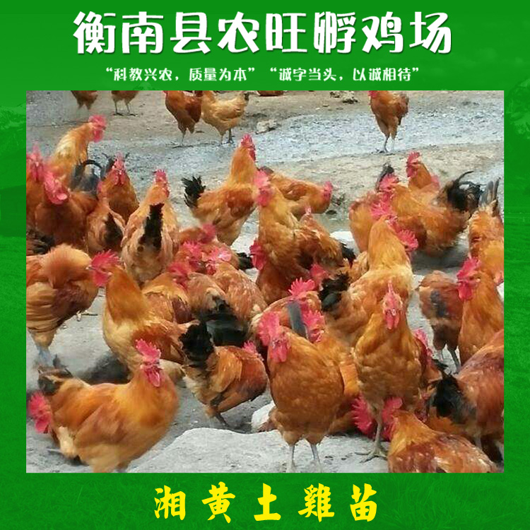 湘黃土雞苗產(chǎn)品 湘黃土雞苗批發(fā) 湘黃土雞苗供應(yīng)商 湘黃土雞苗現(xiàn)貨 湘黃土雞苗價(jià)格