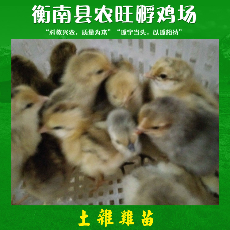 土雜雞苗產品 土雜雞苗專業(yè)養(yǎng)殖 湖南生態(tài)土雞苗 土雜雞雞苗