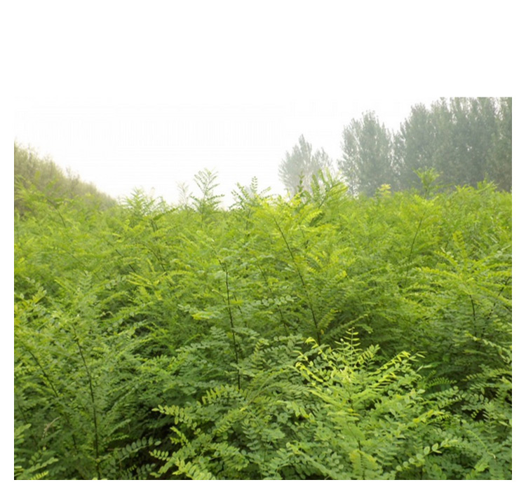 國(guó)槐/*國(guó)槐樹苗/國(guó)槐報(bào)價(jià)